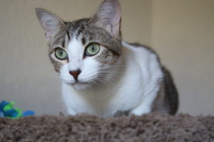 Six Reasons Cat People Are Awesome (Plus $10 PetSmart gift card when you spend $40!)