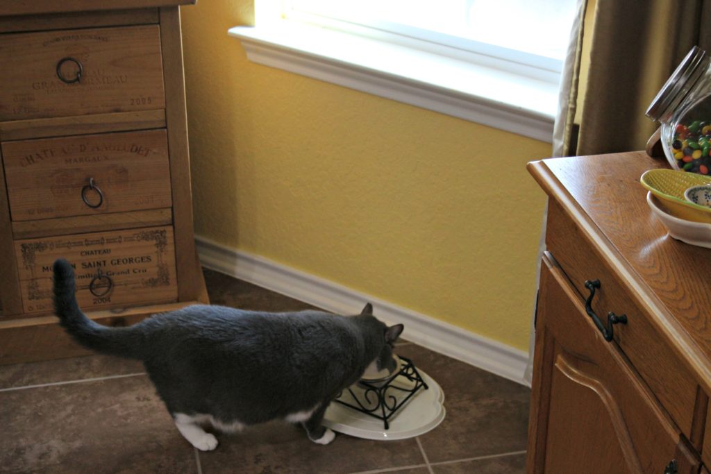 How to help your family adjust to having a cat|Ripped Jeans and Bifocals