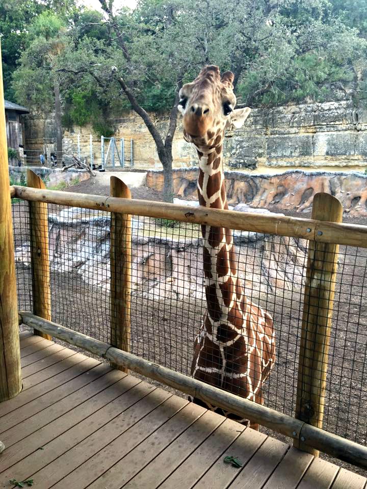 Beastly Breakfast at the San Antonio Zoo|Ripped Jeans and Bifocals