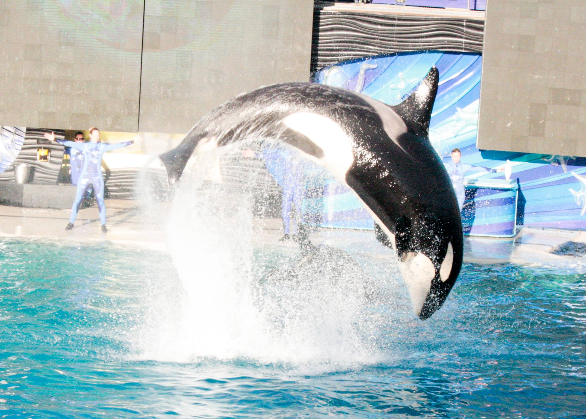 When you're making your list of active vacation ideas in Southern California, don't forget SeaWorld San Diego!