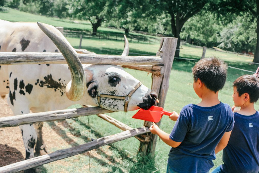 things-to-do-in-Waco-Texas-Besides-Magnolia-Market-Ripped-Jeans-and-Bifocals-texas-experience