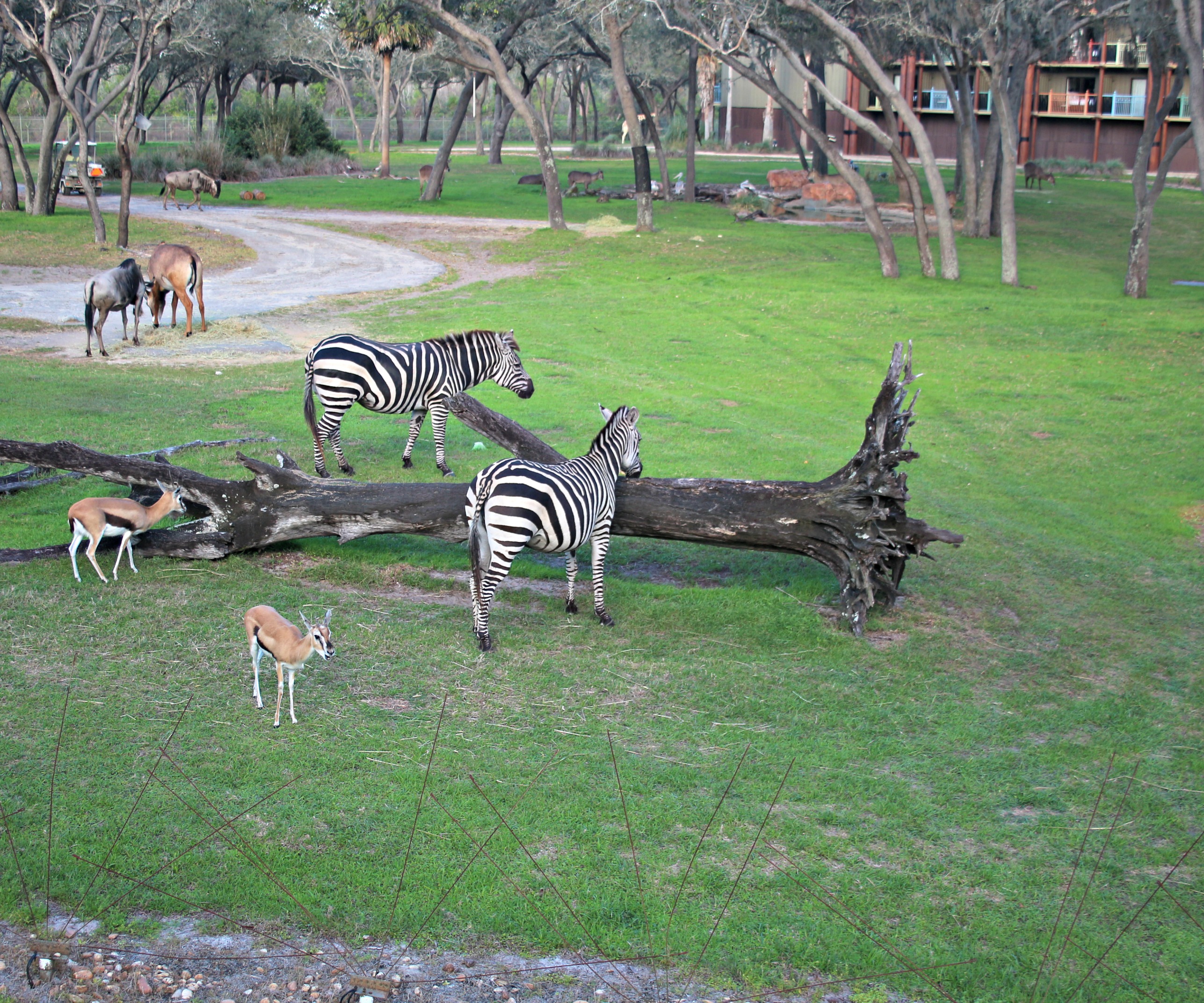 Deluxe Villas at Disney's Animal Kingdom Lodge
