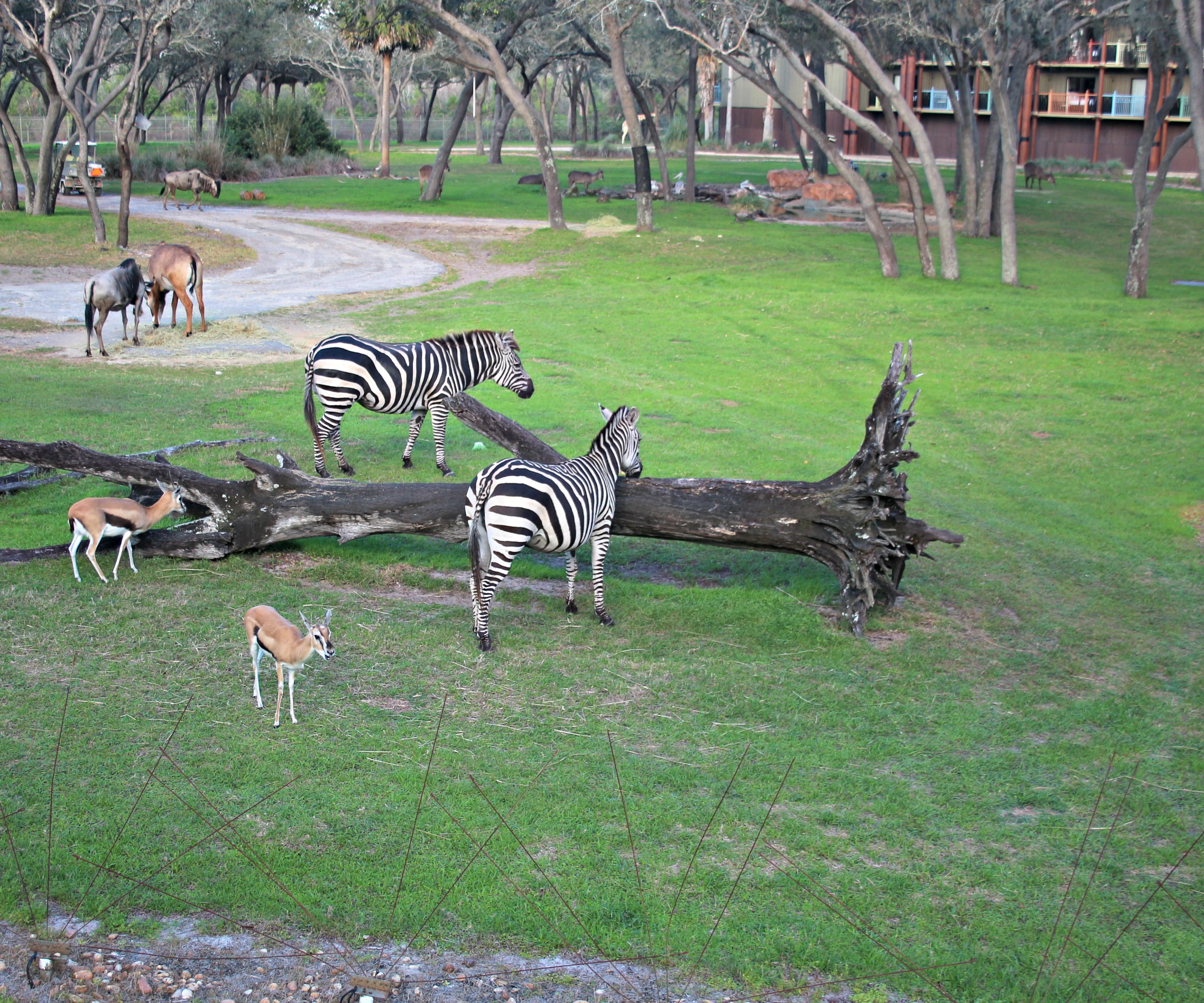 Disneys Animal Kingdom - Holiday Tour