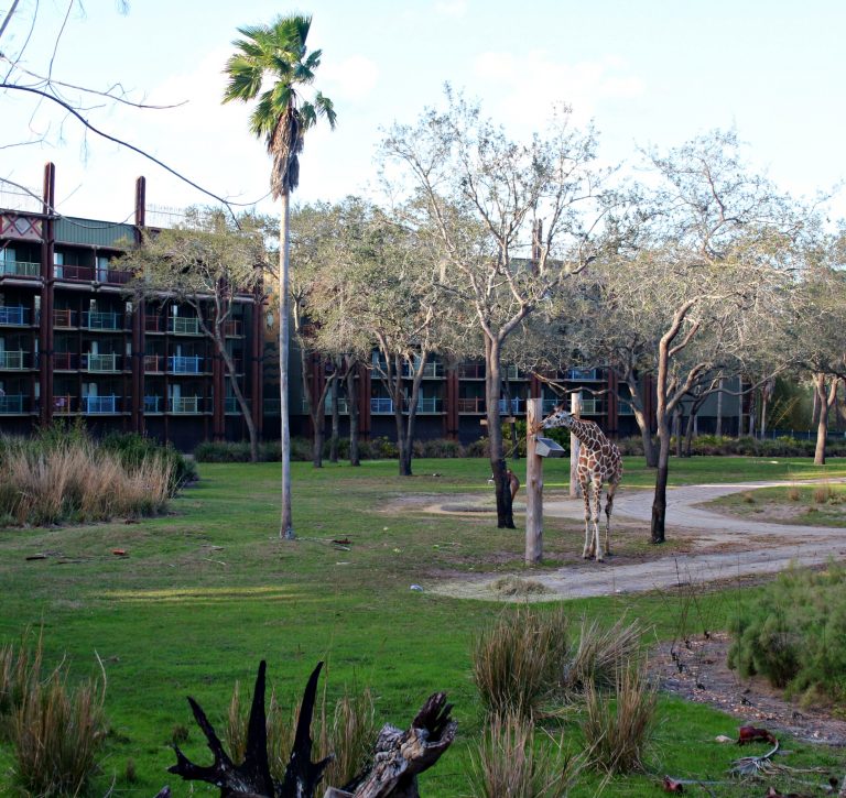 The Deluxe Villas at Disney's Animal Kingdom Lodge