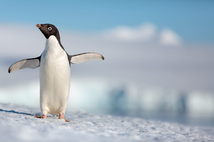 Disneynature’s PENGUINS is coming your way for EARTH DAY 2019