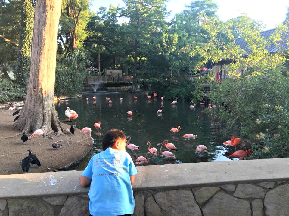 Zoorassic Park and Summer Fun at the San Antonio Zoo