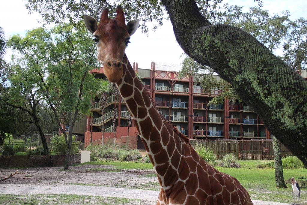 Everything you need to know about the Senses of Africa Breakfast at Disney's Animal Kingdom Lodge|Ripped Jeans and Bifocals