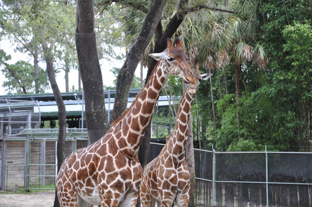 Everything you need to know about the Senses of Africa Breakfast at Disney's Animal Kingdom Lodge|Ripped Jeans and Bifocals