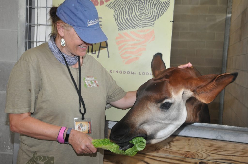 Everything you need to know about the Senses of Africa Breakfast at Disney's Animal Kingdom Lodge|Ripped Jeans and Bifocals