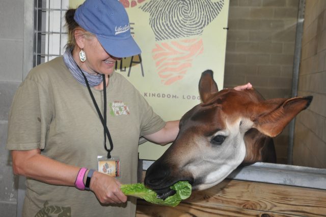 Disney World Planning is important and requires you to do your research|Jill feeding an Opaki at Disney's Animal Kingdom Lodge, behind the scenes