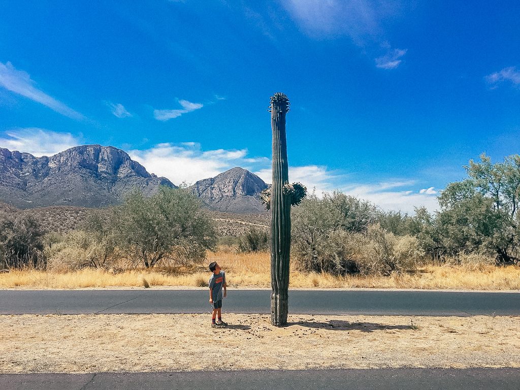 Best places to stop on a southwest road trip|Arizona travel: boy looking up at giant cactus