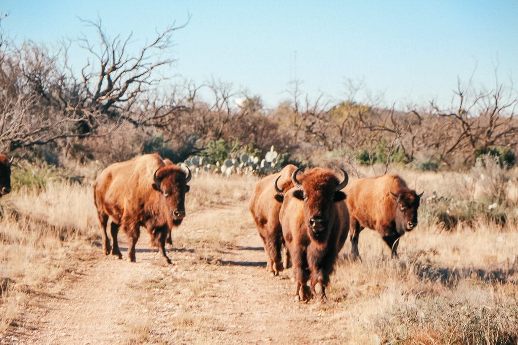 The best places to Instagram in San Angelo Texas - The Most Picture Perfect Spots