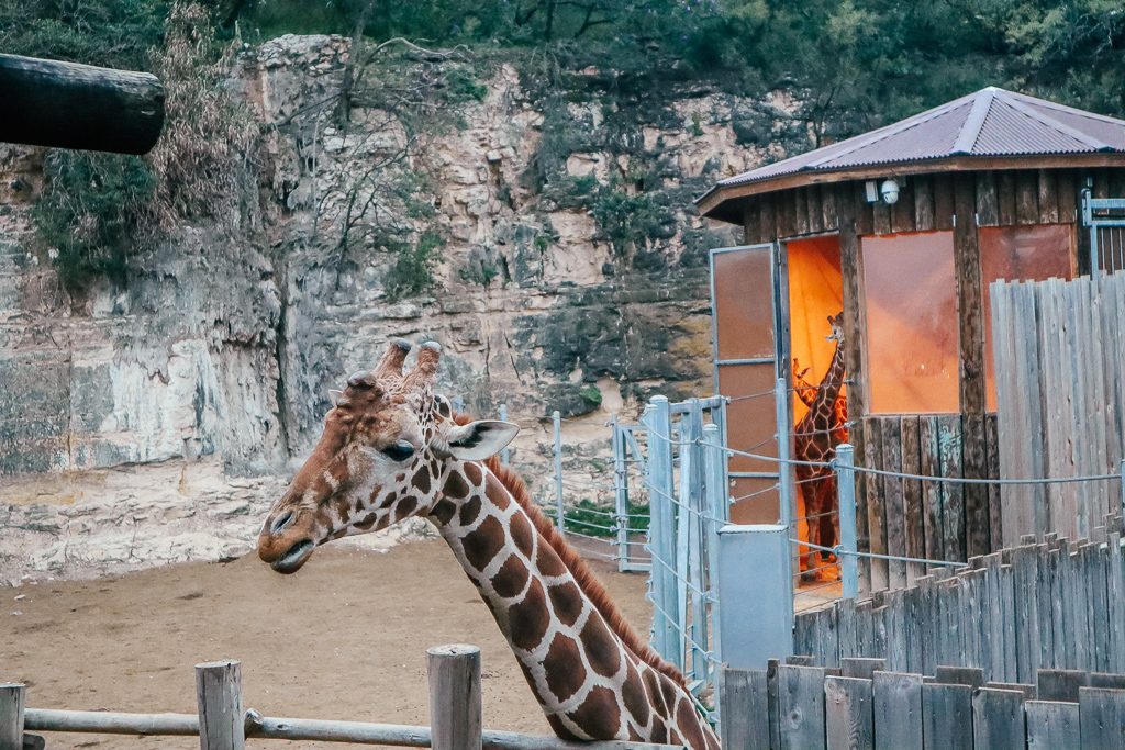 The San Antonio Zoo welcomes two new rhinos|Giraffe at San Antonio Zoo