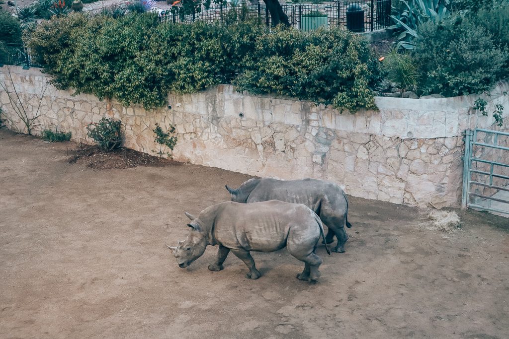 The San Antonio Zoo welcomes two new rhinos|Two rhinos walking side by side at San Antonio zoo