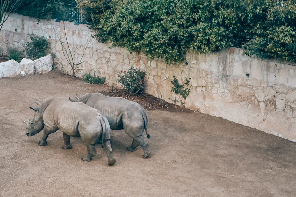 The San Antonio Zoo w|elcomes two new rhinosTwo rhinos walking side by side at san antonio zoo