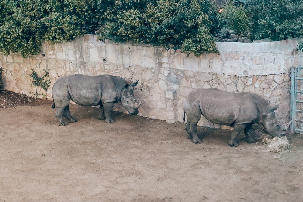 The San Antonio Zoo welcomes two new rhinos|Two rhinos eating hay together at San Antonio Zoo