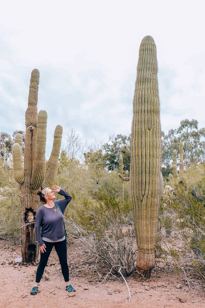 The Complete Guide to Tempe with Kids|Woman standing next to giant cactus in Tempe AZ