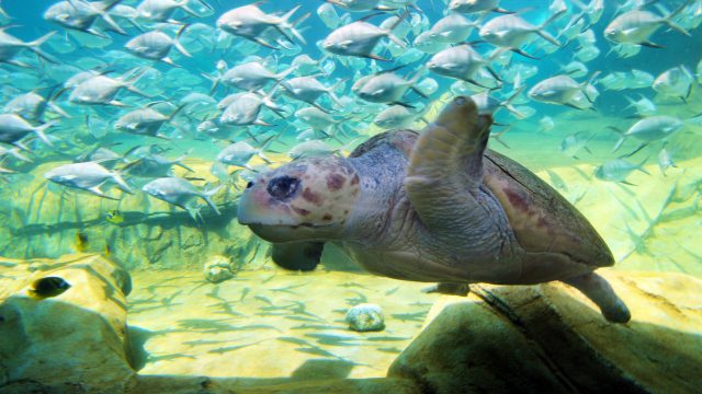 Turtle Reef at SeaWorld San Antonio is now open