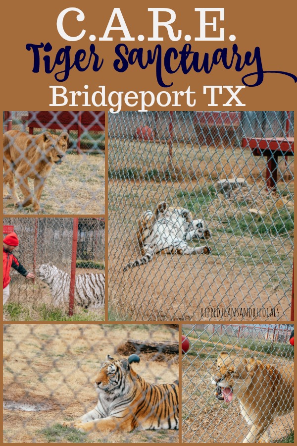 Texas Tigers – A Naturalist's Journey