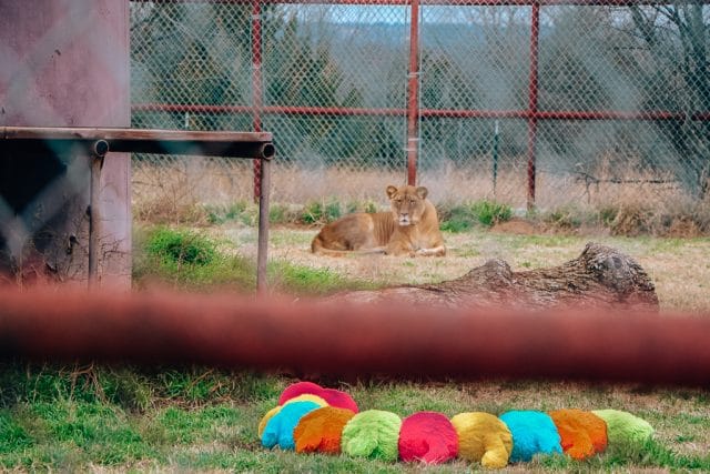 Visiting CARE Tiger Sanctuary in Bridgeport Texas