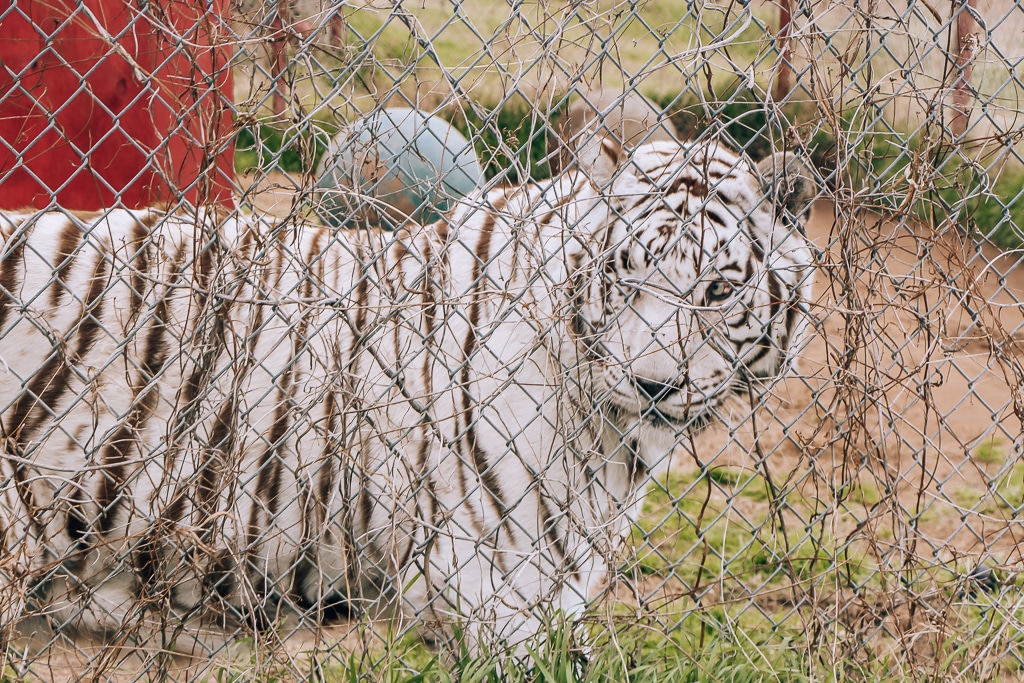 Visiting Care Tiger Sanctuary In Bridgeport Texas Ripped Jeans Bifocals
