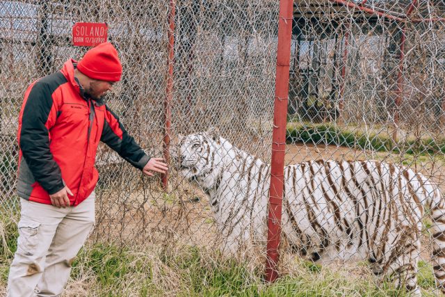 Visiting CARE Tiger Sanctuary in Bridgeport Texas