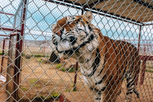Visiting CARE Tiger Sanctuary in Bridgeport Texas