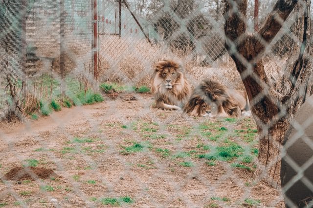 Visiting CARE Tiger Sanctuary in Bridgeport Texas