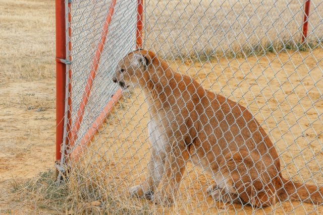 Visiting CARE Tiger Sanctuary in Bridgeport Texas