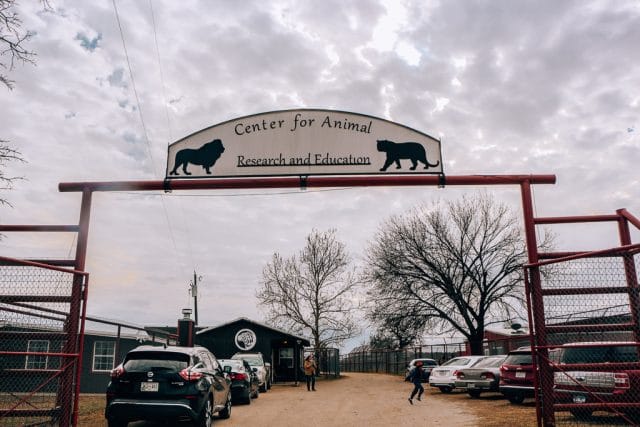 Visiting CARE Tiger Sanctuary in Bridgeport Texas