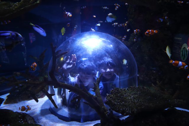 If you're wondering what to do at Mall of America, check out Sea Life Minnesota Aquarium