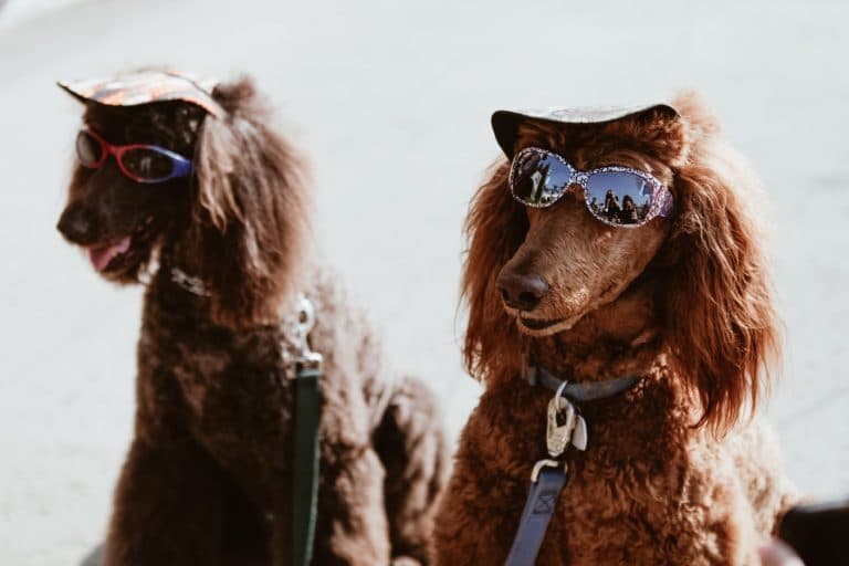 The best animal Instagram accounts you need to follow right now