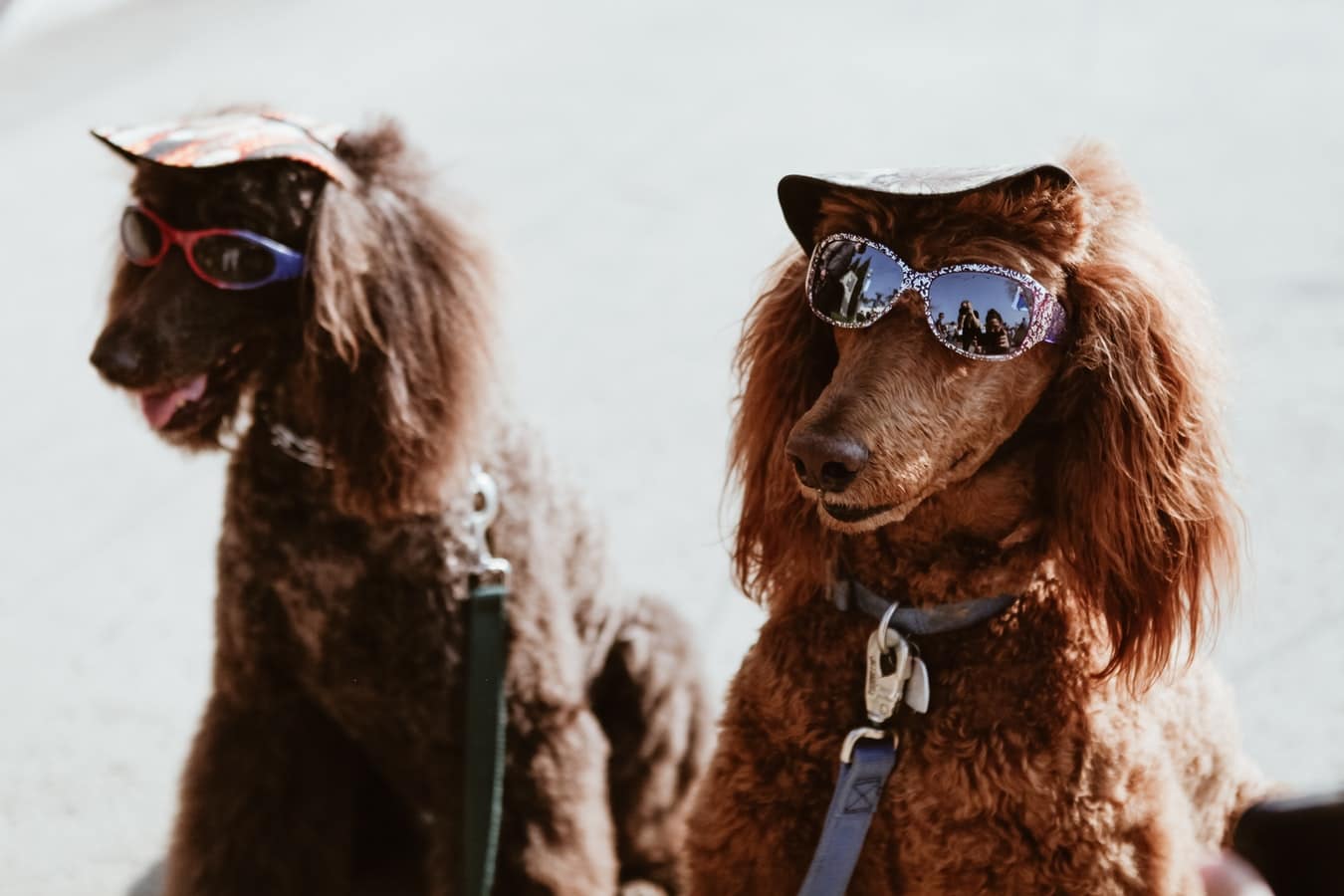 The best animal Instagram accounts you need to follow right now - Ripped  Jeans & Bifocals