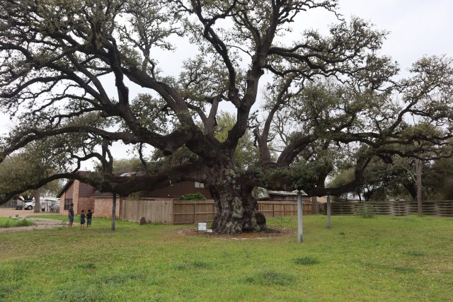 Second largest Live Oak tree in Texas