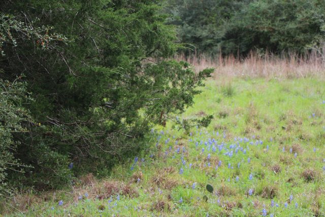 Texas Bluebonnets