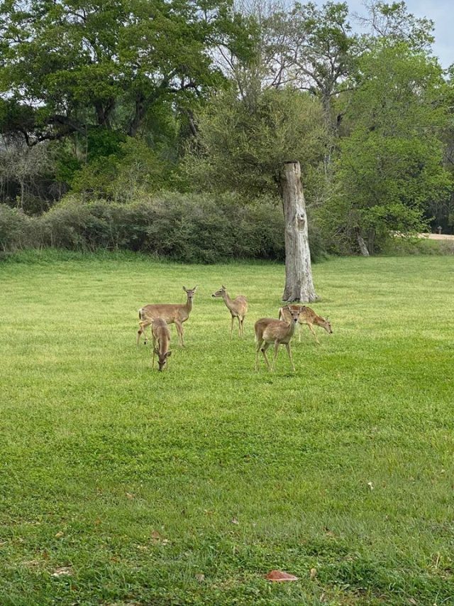 Deer in a field