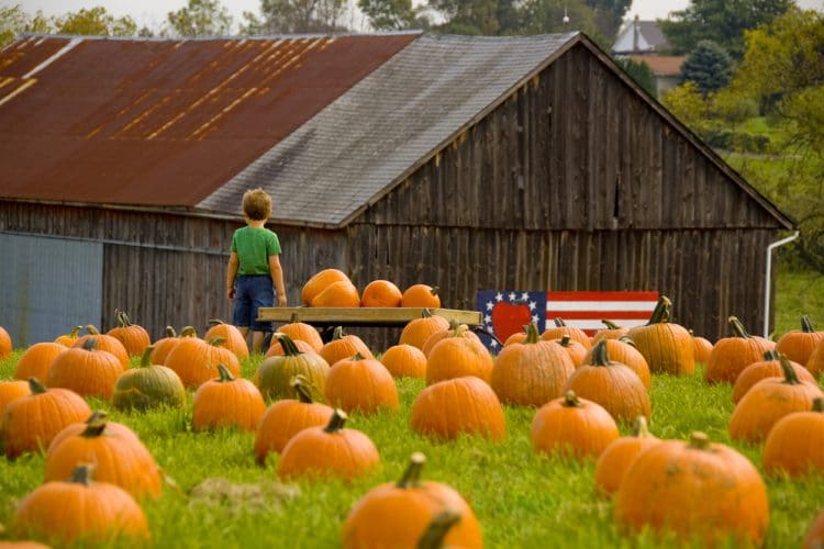 Pumpkin Patches In San Antonio In 2023 - Ripped Jeans & Bifocals