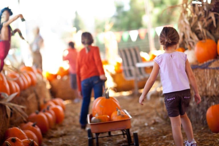 Tips for Visiting Texas Pumpkin Patches with Kids