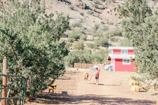 Miniature horse at Wasserman Wranch in Alpine TX