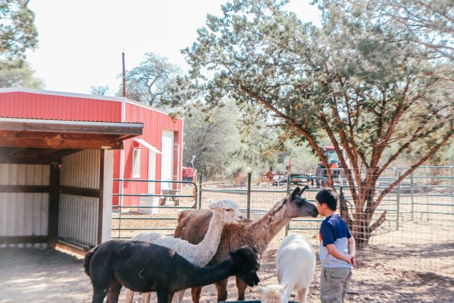 Boy with Llana at Wasserman Wranch West Texas