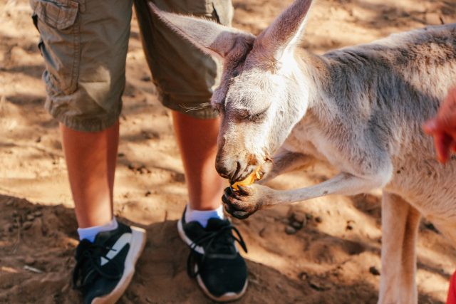 Kangaroos at Wasserman Wranch