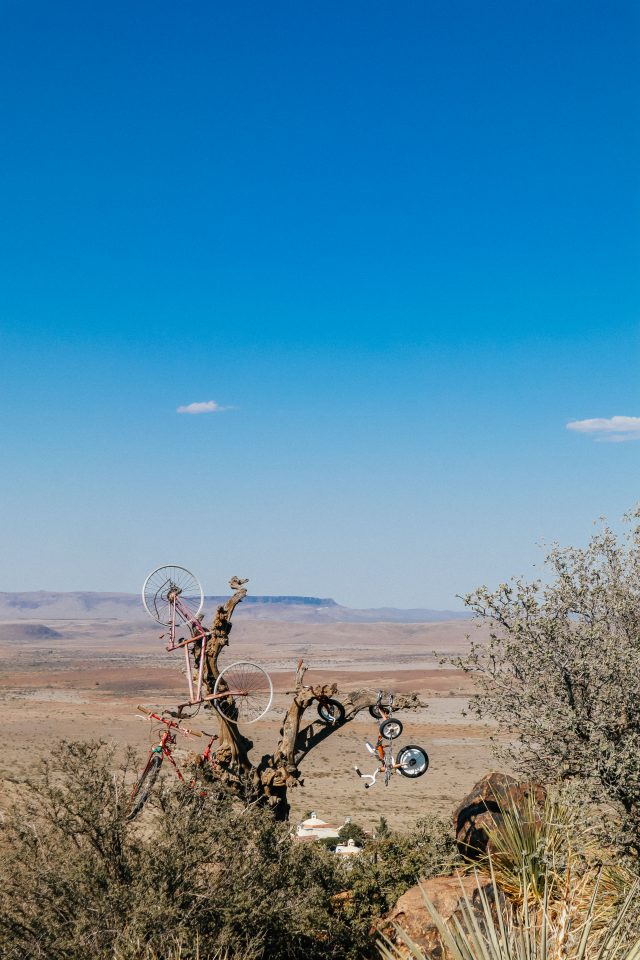 Bicycle tree at Hancock Hill in Alpine TX