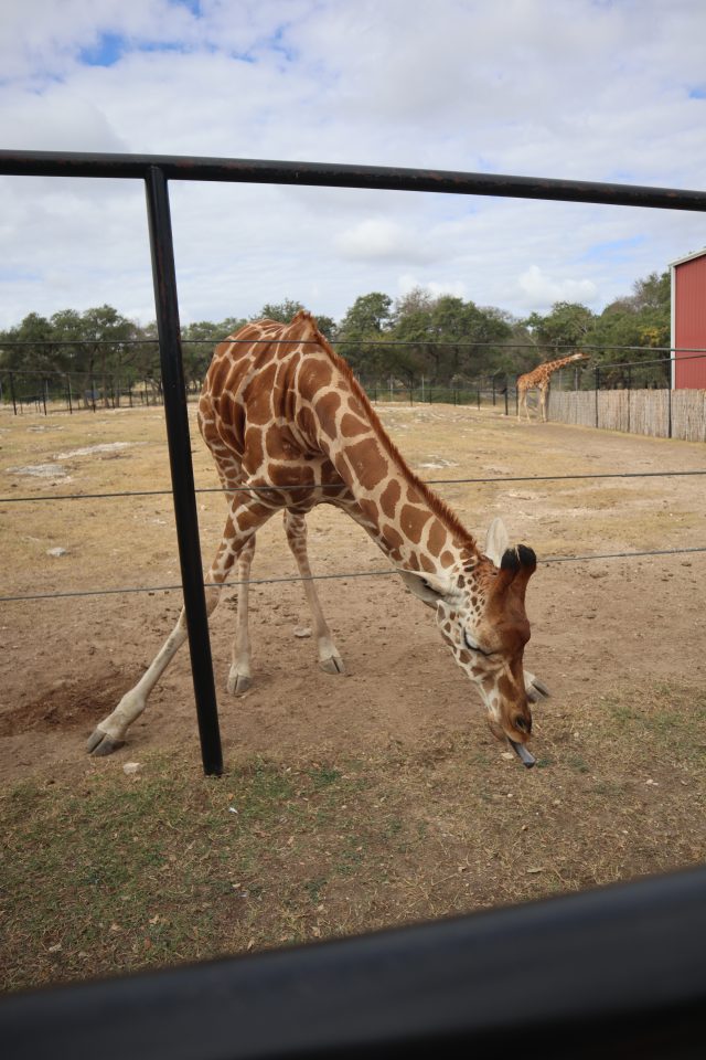 Giraffe at Natural Bridge Wildlife Ranch