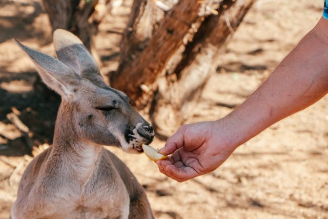 Feeding a kangaroo at Wassermann's Wranch