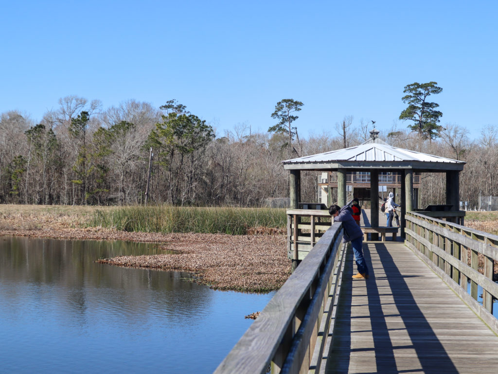 Cattail Marsh in Beaumont