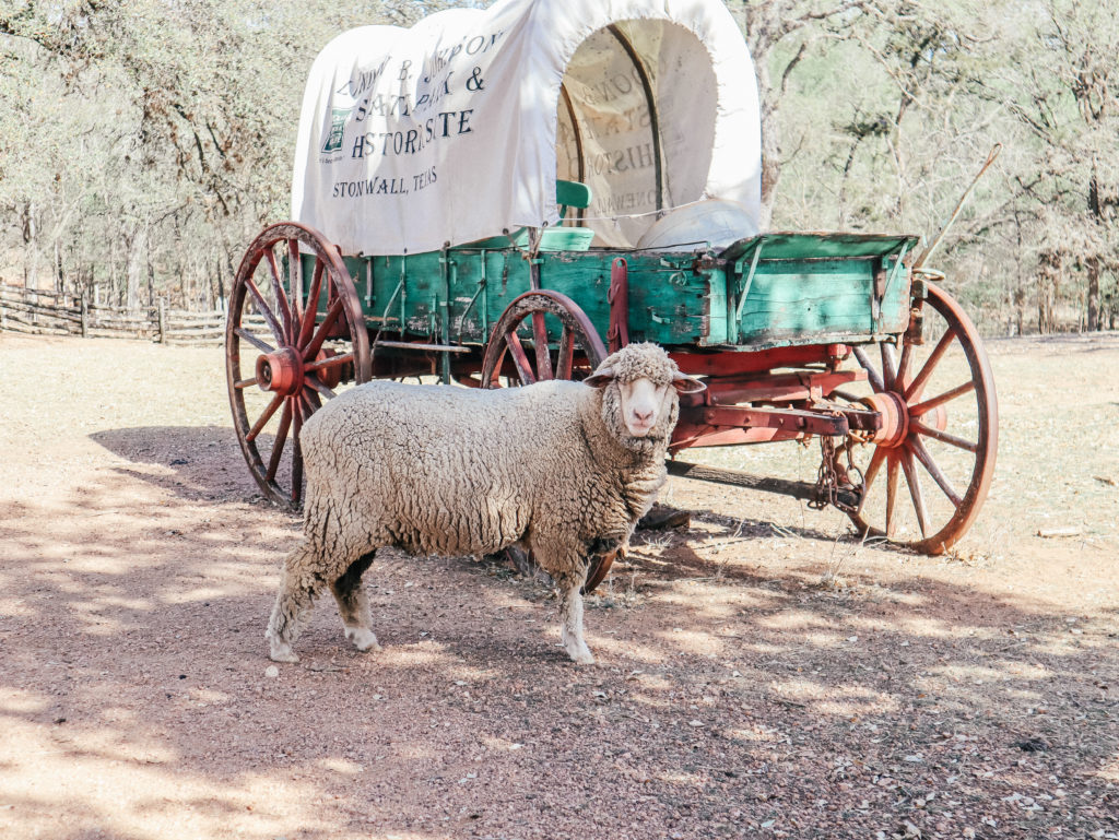 Sheep in front of covered wagon at sauer beckmann living history farm