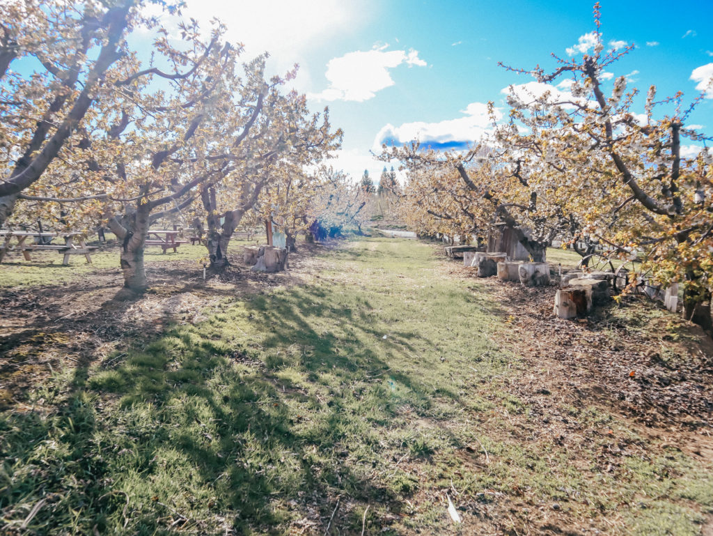 Fruit trees in Yakima Valley