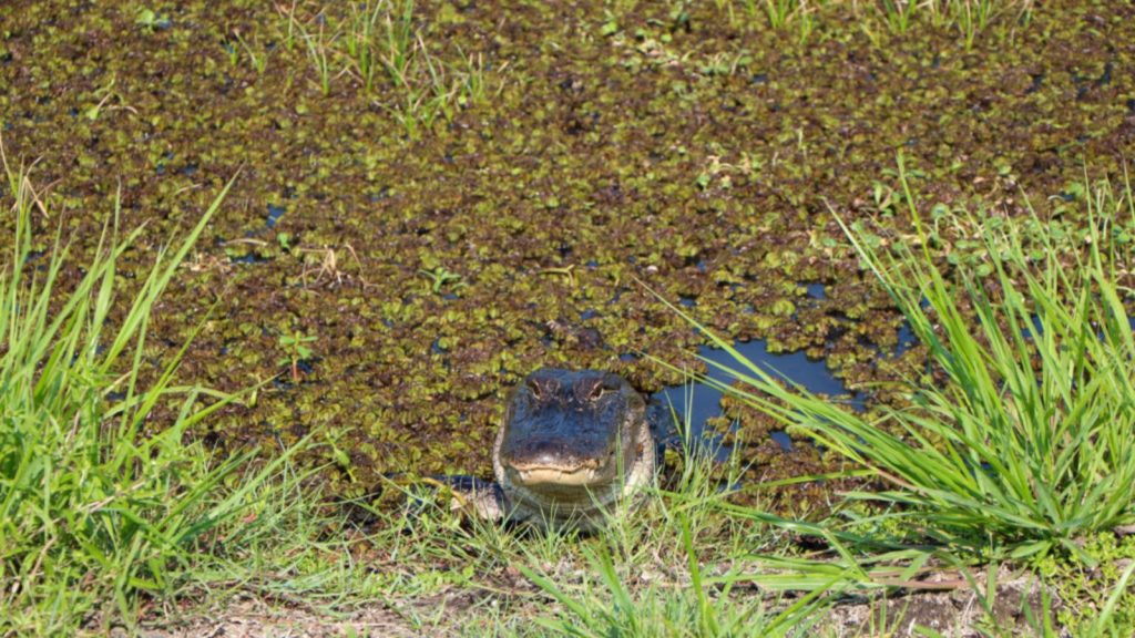 Alligator on the Creole Nature Trail.