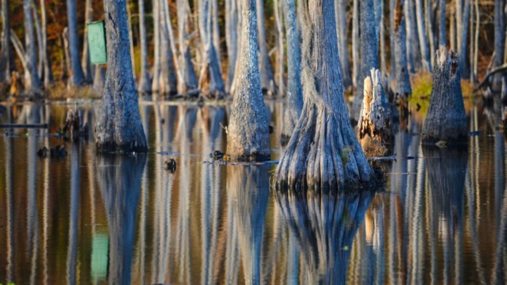 Sam Houston Jones State Park.