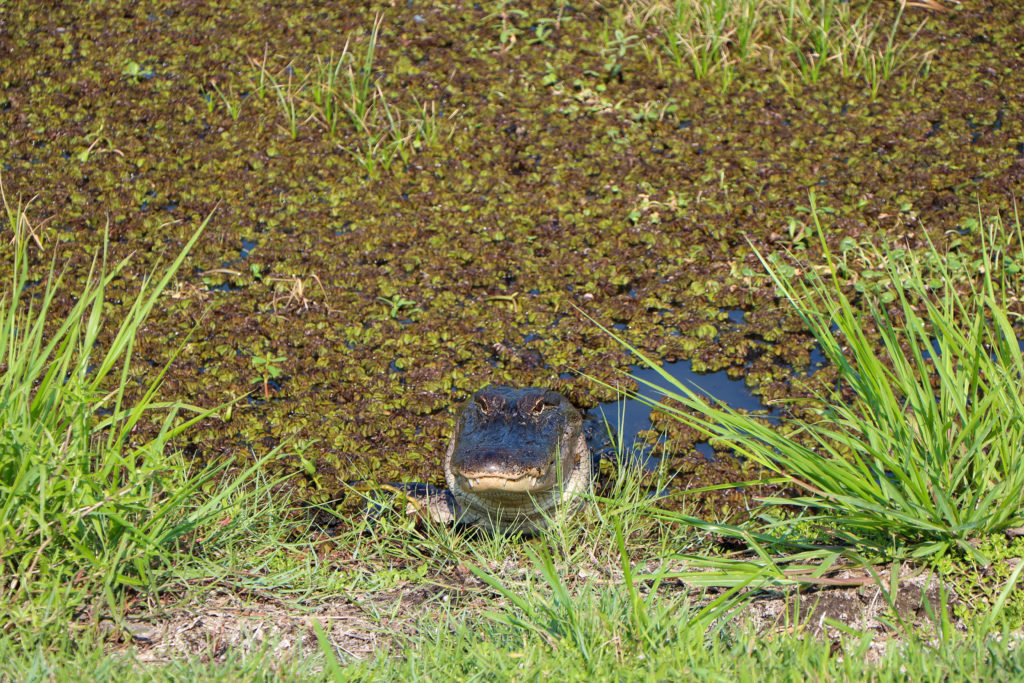 Alligator on the Creole Nature Trail
